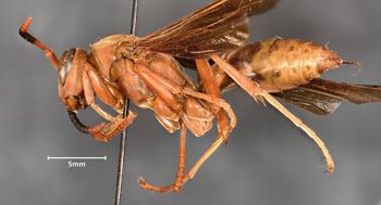 Media type: image;   Entomology 33139 Aspect: habitus lateral view